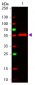 Anti-MOUSE IgG3  (ATTO 647N Conjugated) Pre-adsorbed Secondary Antibody